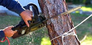 Reliable Holly Springs, GA Tree Care Solutions