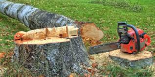 How Our Tree Care Process Works  in  Holly Springs, GA