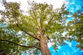 Best Arborist Consultation Services  in Holly Springs, GA