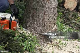 Best Fruit Tree Pruning  in Holly Springs, GA