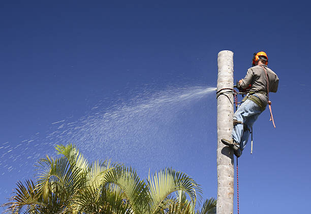 Best Tree Health Inspection  in Holly Springs, GA