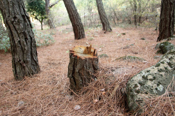 Best Tree Preservation Services  in Holly Springs, GA