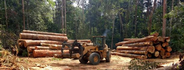 Best Utility Line Clearance  in Holly Springs, GA