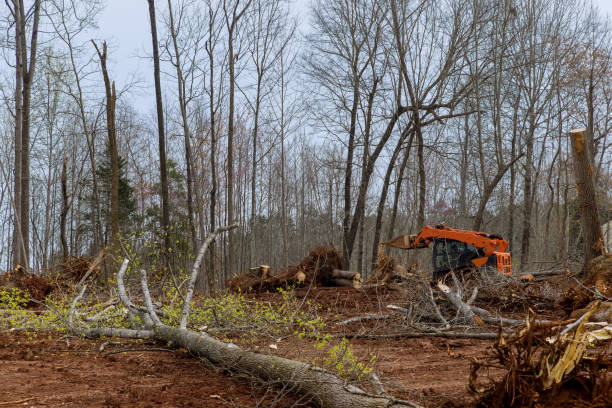 Best Tree Mulching  in Holly Springs, GA