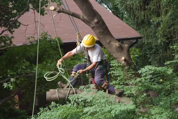 Best Tree Removal  in Holly Springs, GA