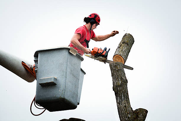Best Stump Grinding and Removal  in Holly Springs, GA