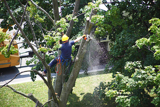 Best Lawn Renovation and Restoration  in Holly Springs, GA