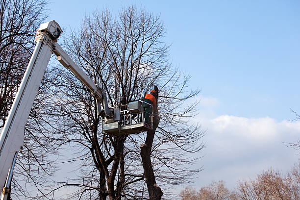 Best Root Management and Removal  in Holly Springs, GA