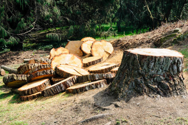 Best Hazardous Tree Removal  in Holly Springs, GA